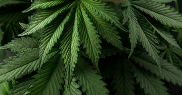 Ways to Use Dried Cannabis Flower